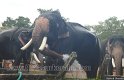 thrissur-pooram-2011- (20)